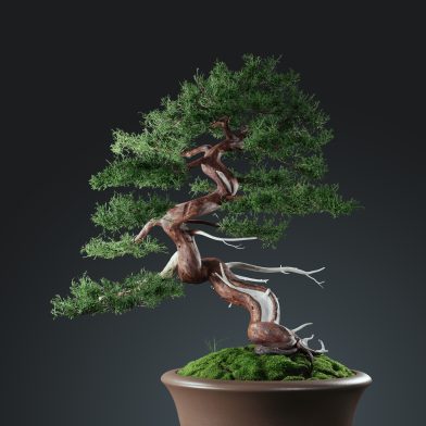 Chinese Juniper Bonsai 3D model