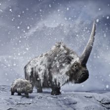 Elasmotherium sibiricum