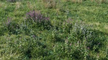 Meadow with Lamium plants