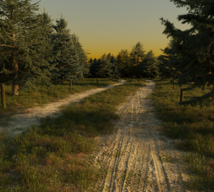 Forest Environment
