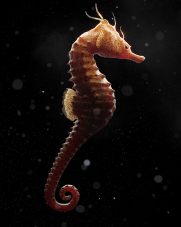 Seahorse Made with blender