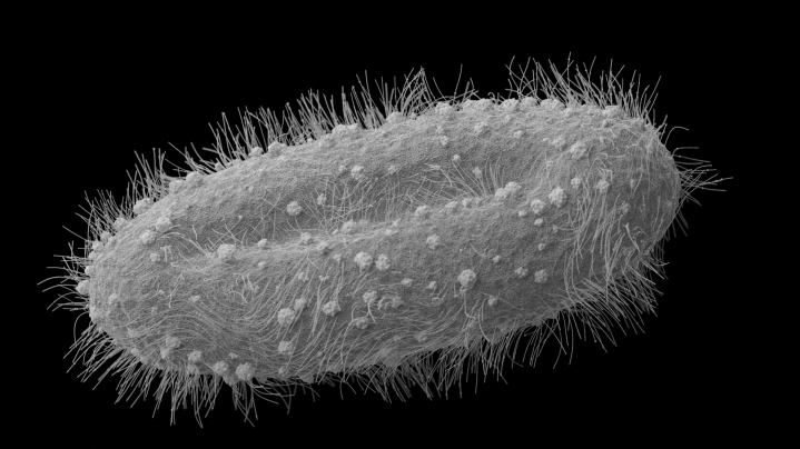 SEM microscope cell study